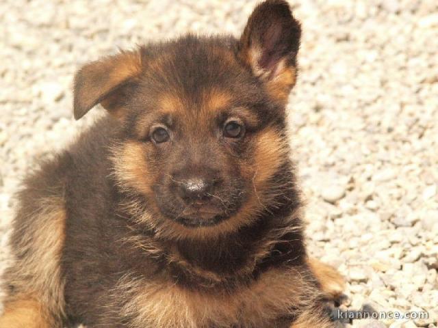 A donner chiot type berger allemand femelle