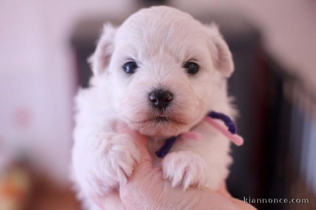 A donner chiot type bichon Frisé femelle