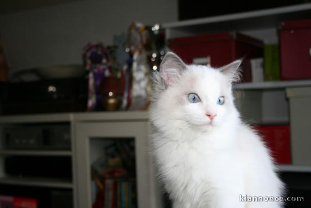 Bébé chaton femelle Ragdoll à donner