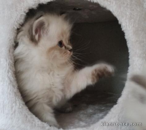 Urgent Porte de Chatons Sibérien Disponible pour Adoption