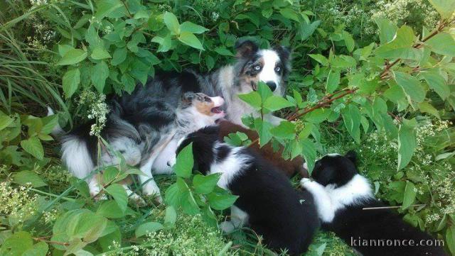 Magnifiques Chiots Border Collie Pure Race