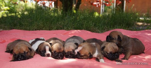 Magnifiques Chiots Bouledogues Français Pure Race