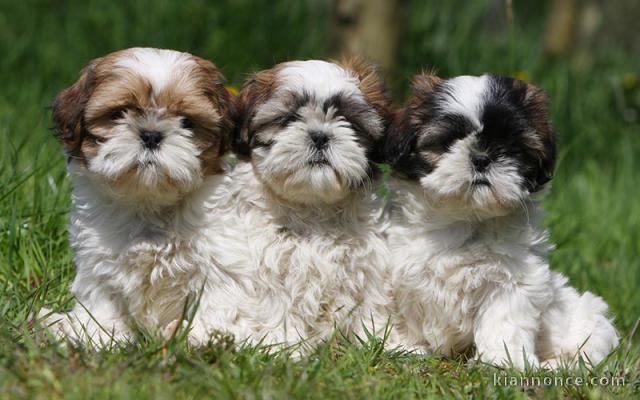 Sublimes Chiots Shih Tzu Pure Race