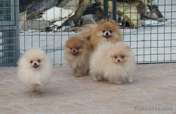 Chiots Spitz Nain Poméranian Disponibles