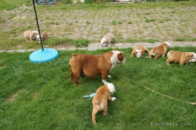 Magnifiques Chiots Bulldog Anglais Pure Race