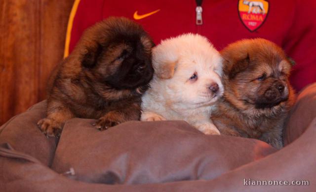 Magnifiques Chiots Chow Chow Pure Race 