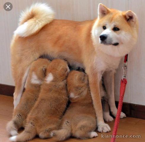 Magnifiques Chiots Akita Inu Pure Race 