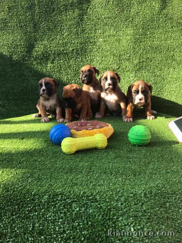  Magnifiques Chiots Boxer Pure Race