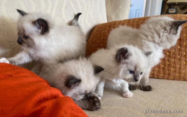 Superbes Chatons Ragdoll