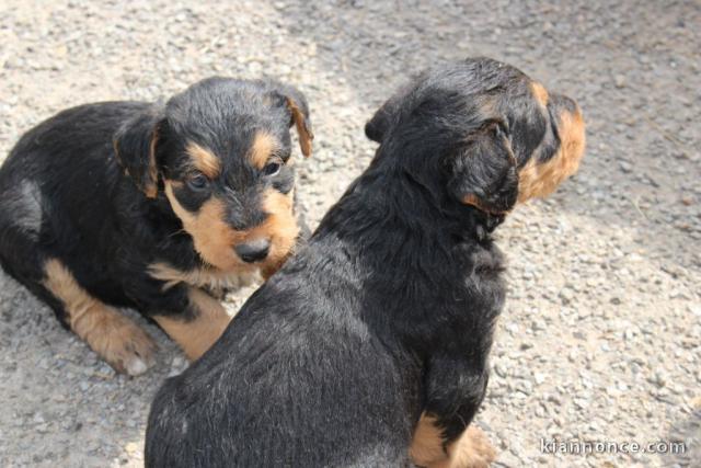 Chiots Airedale Terrier