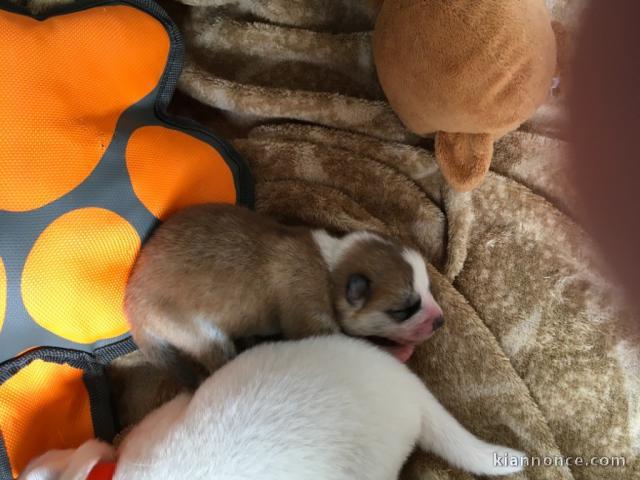 des bébés Chiots Akita 