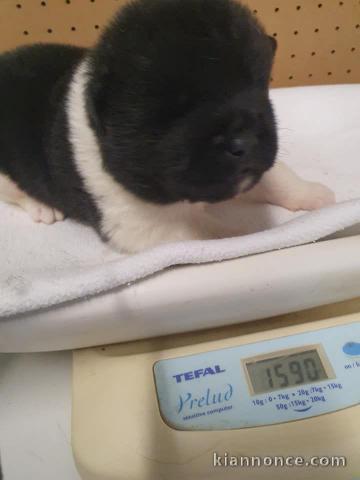 Chiot Akita americain