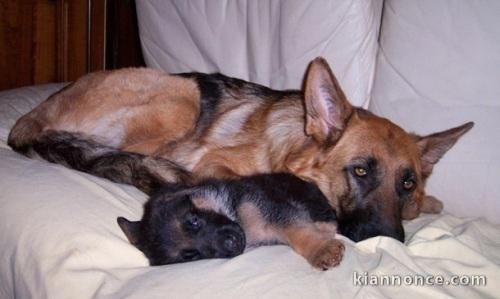 Magnifiques Chiots Berger Allemand Pure Race