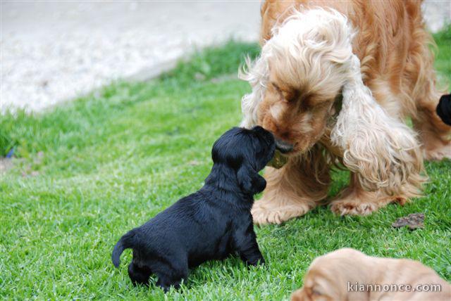 Superbes Chiots Cocker Spaniel Anglais Pure Race