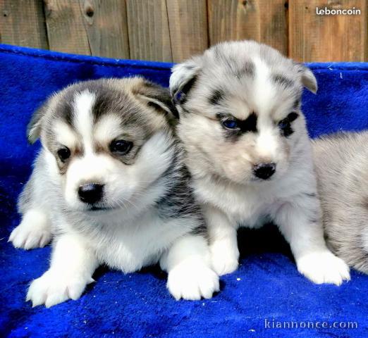 MAGNIFIQUE CHIOT HUSKY SIBERIEN 