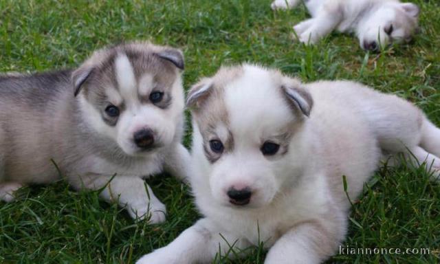 MAGNIFIQUE CHIOT HUSKY SIBERIEN 