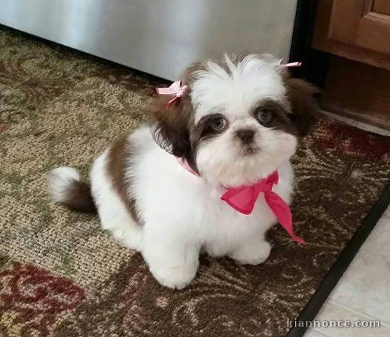 Adorable Chiot Shih tzu