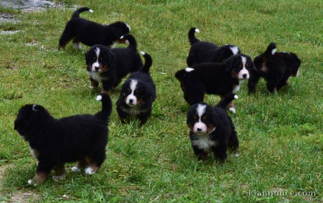 Magnifiques chiots Bouvier Bernois Pure Race