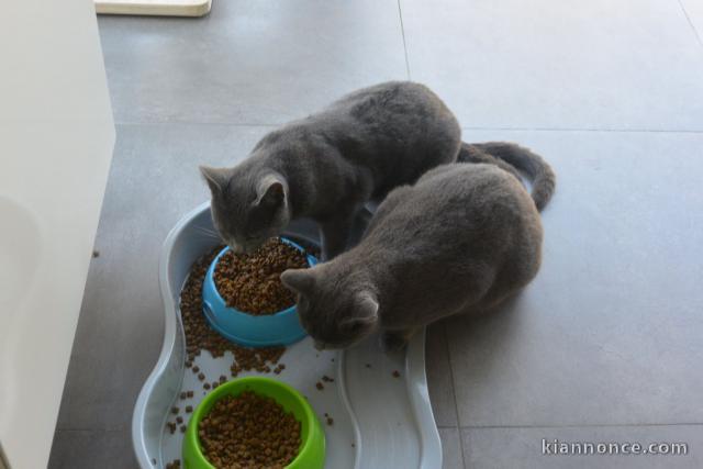  Superbes Chatons Chartreux Pure Race Pedigree