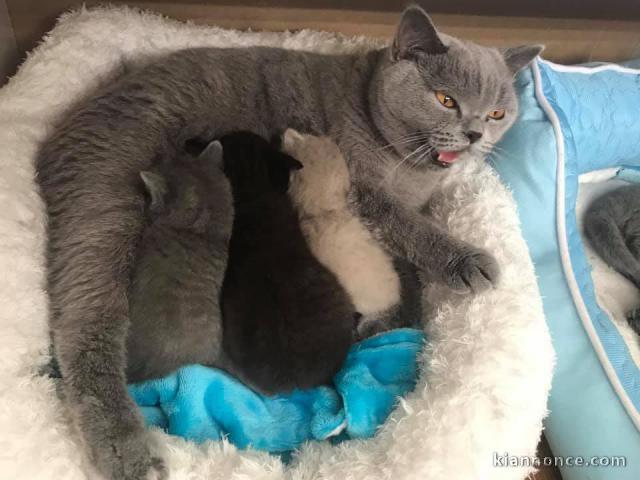 Superbes Chatons British Shorthair Pure Race