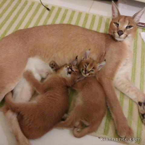  Superbes  Chatons Savannah,Serval et Caracal