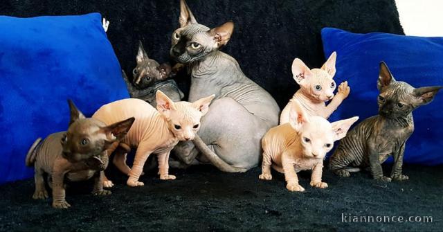  Superbes Chatons Sphynx Pure Race Pedigree