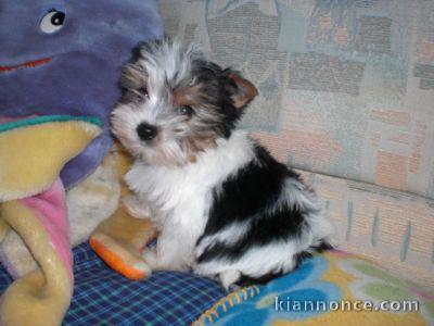 chiot Yorkshire BéBé femelle A DONNER