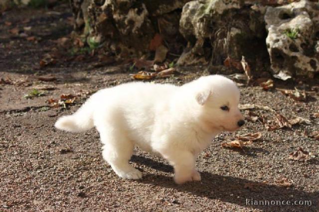 A Donner chiot type Berger Blanc Suisse femelle