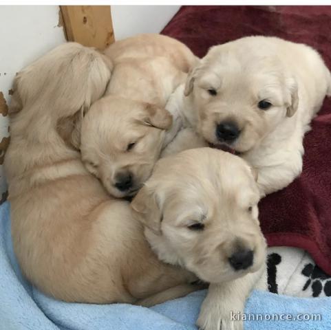 Je  donnes mes chiots  de race  golden retriever .  Dans la porté