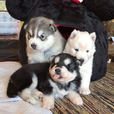 Adorables chiots husky siberien disponible pour adoption