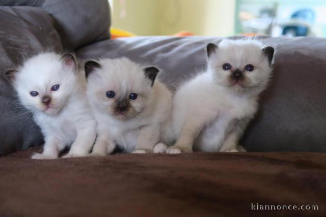 Merveilleux chatons Sacré de Birmanie 