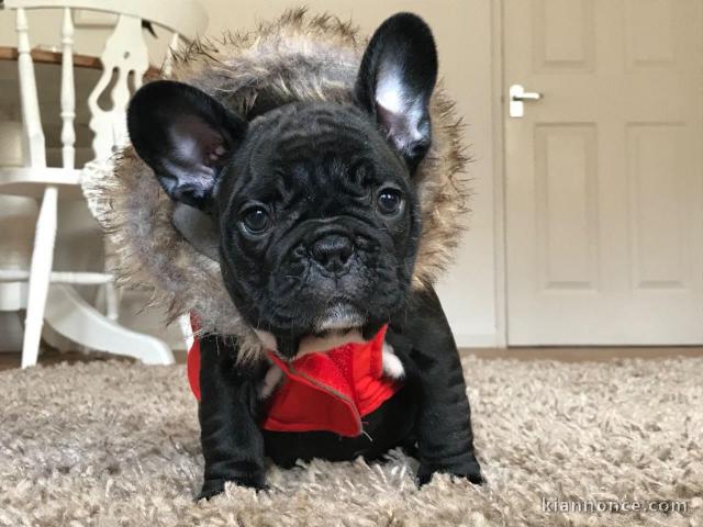 chiots bouledogue français LOF