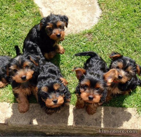  chiots yorkshire male et femelle 