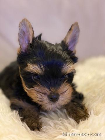   chiots type yorkshire male et femellee