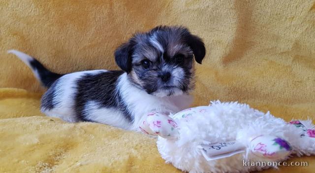  Magnifiques chiots shih tzu