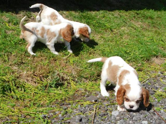 magnifiques chiots cavalier king charles