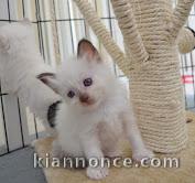 chatons sacre de birmanie