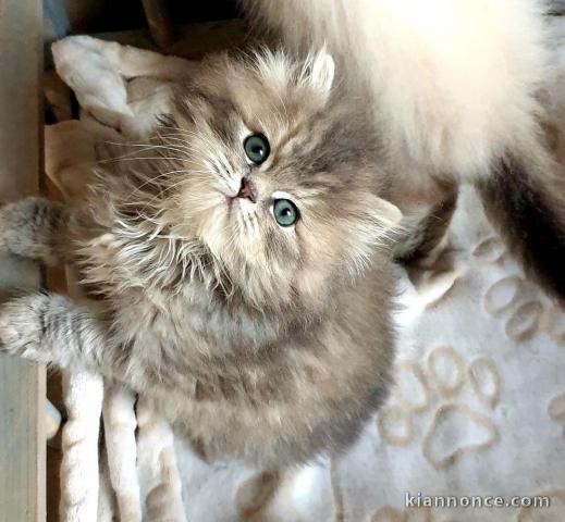 chatons british longhair