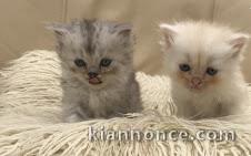 adorables chatons persan