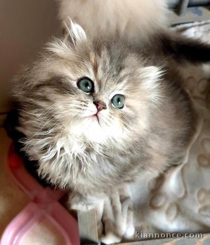 chatons british longhair