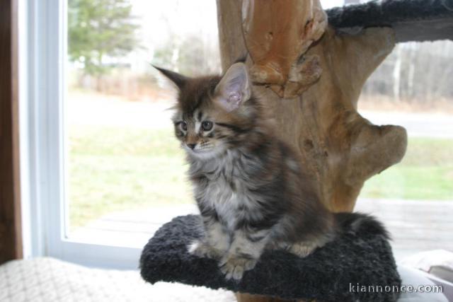 adorables chatons mainecoon