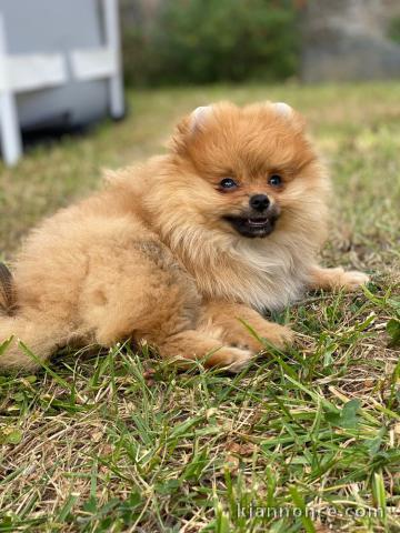 Chiots spitz nain a réserver 