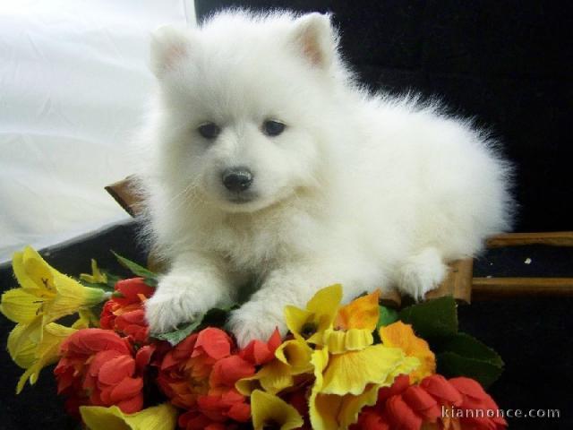 A DONNER adorable chiot femelle spitz nain femelle