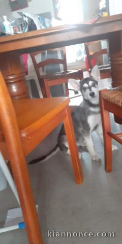 Vente de mon chien husky