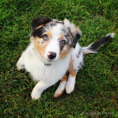 Magnifique chiot berger australien en adoption