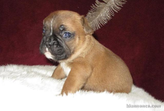 MAGNIFIQUE CHIOT BOULEDOGUE FRANCAIS 