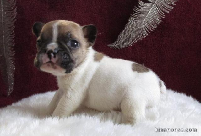 MAGNIFIQUE CHIOT BOULEDOGUE FRANCAIS 