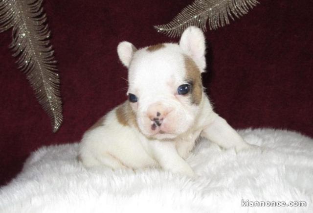 MAGNIFIQUE CHIOT BOULEDOGUE FRANCAIS 