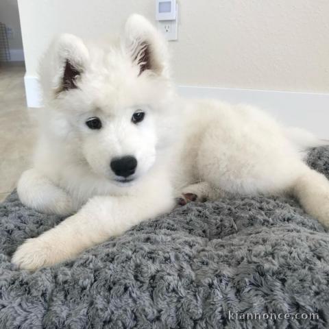 Chiots male et femelle samoyede a donner