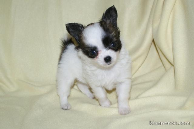 A donner Adorable Chiot chihuahua femelle